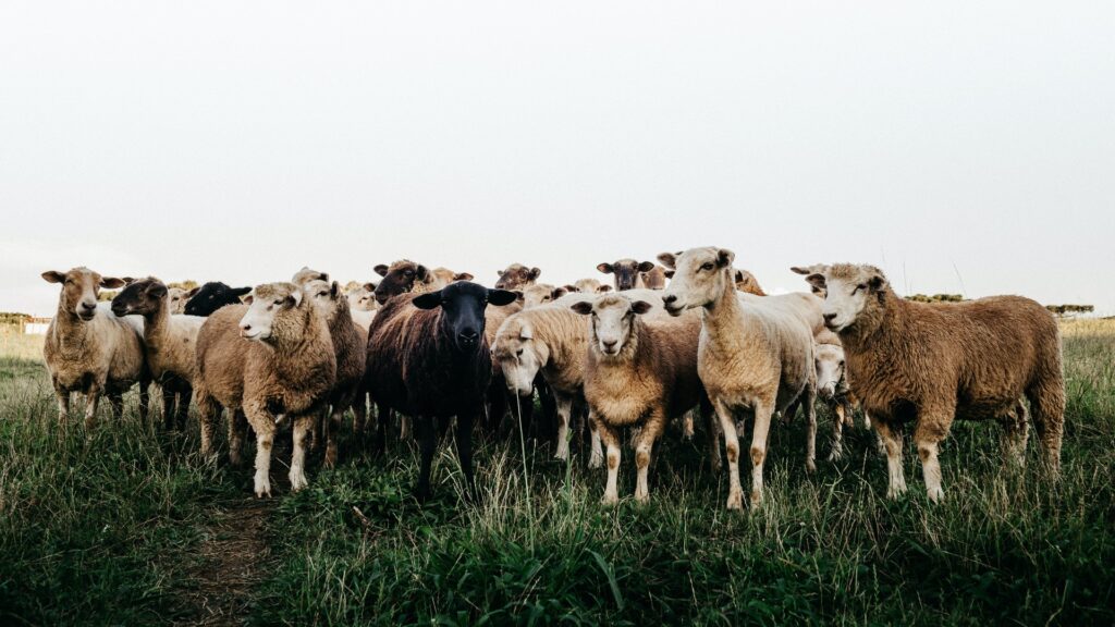 Pastoral Theology